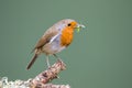 Robin (Erithacus rubecula) perched on a branch holding food for Royalty Free Stock Photo