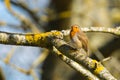 Robin Erithacus rubecula perched on a branch Royalty Free Stock Photo