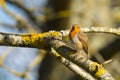 Robin Erithacus rubecula perched on a branch Royalty Free Stock Photo