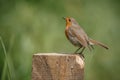 Robin, Erithacus rubecula, perched on a fence post