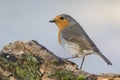 Robin Erithacus rubecula perched on its perch on a uniform blurred background Royalty Free Stock Photo