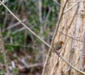 A Robin Erithacus rubecula perched on a thin branch. Royalty Free Stock Photo