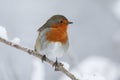 A Robin, Erithacus rubecula, perching on a branch of a tree covered in snow in winter. Royalty Free Stock Photo