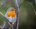 A Robin, Erithacus rubecula, Redbreast perched and posing for the camera Ensor\'s Pool, Warwickshire, October 2025. Royalty Free Stock Photo