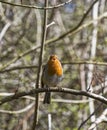 Robin, Erithacus rubecula, singing in the UK spring with copy space Royalty Free Stock Photo