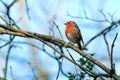 Robin (Erithacus rubecula)