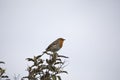 Robin Erithacus Rubecula in springtime, Isle of Lewis