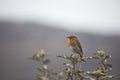 Robin Erithacus Rubecula in springtime, Isle of Lewis