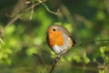 Robin Erithacus rubecula perched on a branch