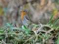 Robin. European robin in eager pose