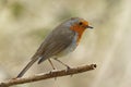 Robin, European Robin Erithacus Rubecula side view perched on branch