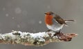 Robin in Falling Snow Royalty Free Stock Photo