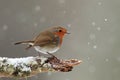 Robin in Falling Snow Royalty Free Stock Photo