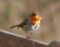 Robin with feathers ruffled by the wind