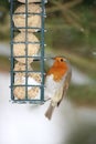 Robin on feeder Royalty Free Stock Photo