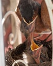 Robin feeding baby chick in mouth Royalty Free Stock Photo