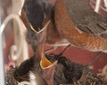 Robin feeding baby chick in mouth Royalty Free Stock Photo