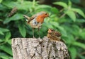 Robin feeding chick Royalty Free Stock Photo