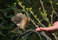 Robin feeding from a hand Royalty Free Stock Photo