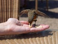 Robin feeding on hand