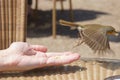 Robin feeding on hand pinch and fly Royalty Free Stock Photo
