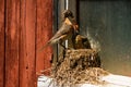 Robin Feeding It's Chick in its Nest, American Robin, Turdus migrators, True thrush. Royalty Free Stock Photo