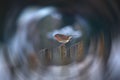 Robin on the fence