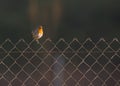 Robin on fence