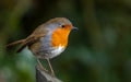 Robin on a fence post