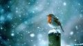 Robin on fence post in snowy winter scene Royalty Free Stock Photo