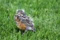 Robin Fledgling Royalty Free Stock Photo