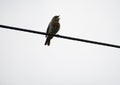 Robin Fledgling singing on a wire on a grey and dull day Royalty Free Stock Photo