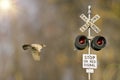 Robin In Flight With Railroad Crossing Light