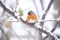 robin fluffing feathers on frosty tree limb Royalty Free Stock Photo