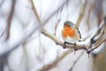 robin fluffing feathers on frosty tree limb Royalty Free Stock Photo