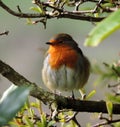 Robin, fluffy, cold, sunlit