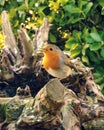 A robin among the branches of a tree Royalty Free Stock Photo
