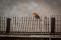 Robin With Food on Metal Fence