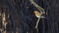 Robin in the foreground laid on a tree branch in the woods Royalty Free Stock Photo