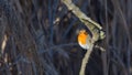 Robin in the foreground laid on a tree branch in the woods Royalty Free Stock Photo