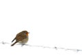 Robin on frozen barbed wire Royalty Free Stock Photo