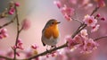 Robin garden bird on the cherry branch in full blossom Royalty Free Stock Photo