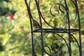 Robin garden bird on a metal arch