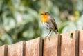 Robin on a garden fence . Royalty Free Stock Photo