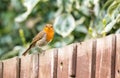 Robin on a garden fence . Royalty Free Stock Photo