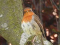 Robin in the garden Royalty Free Stock Photo