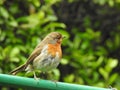 Robin in the garden Royalty Free Stock Photo