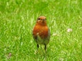 Robin in the garden Royalty Free Stock Photo