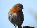 Robin in the garden Royalty Free Stock Photo