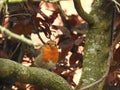 Robin in the garden Royalty Free Stock Photo